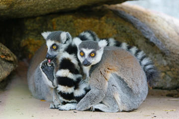 Two black and white ring-tailed lemurs (lemur catta) from Madagascar with shiny eyes