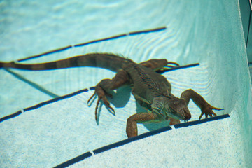 iguana under water 