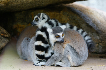 Two black and white ring-tailed lemurs (lemur catta) from Madagascar with shiny eyes