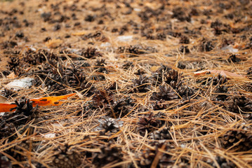 Pine cone in the autumn forest