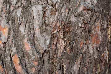 bark of a tree