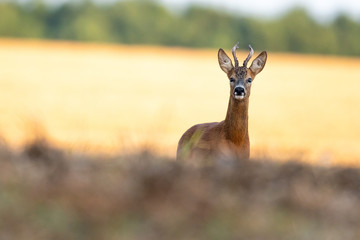 Rehbock auf einem Stoppelfeld in der Blattzeit