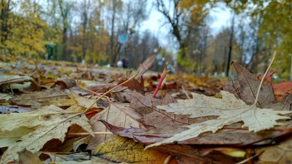 autumn in the park