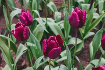 Wonderful field of purple tulips in park in the Netherlands