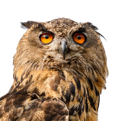 Beautiful eurasian eagle owl portrait.
