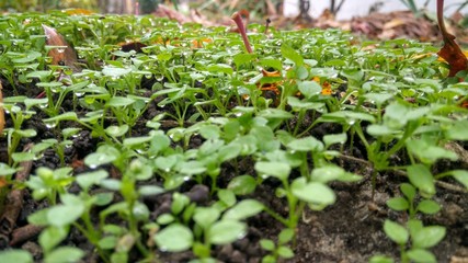 young plants in a greenhouse