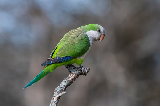 Parakeet perched on a branch of Calden , La Pampa, Patagonia, Argentina