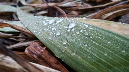 raindrops on the leaf