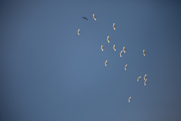 flock of birds flying in blue sky
