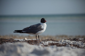seagull on the beach