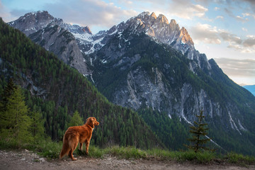 dog in the mountains, in nature. A trip with a pet, vacation. Nova Scotia Duck Tolling Retriever
