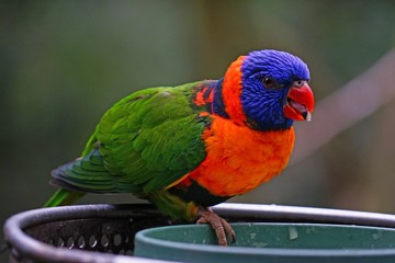 View of a colorful lorikeet bird at a bird feeder in Melbourne, Australia