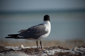 seagull on the beach