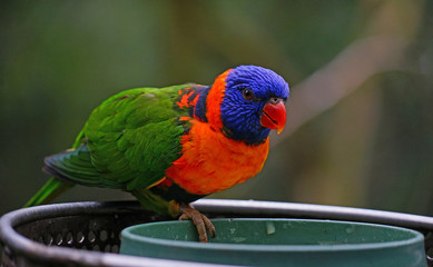 View of a colorful lorikeet bird at a bird feeder in Melbourne, Australia