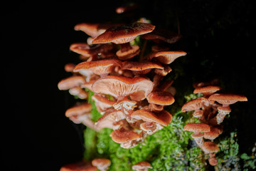 large caps mushrooms on a tree on a background and with raindrops in macro