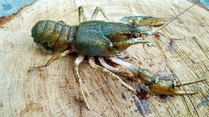 lobster