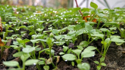 young plants in the garden