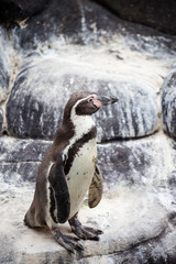 Naklejka premium Humboldt penguin, Spheniscus humboldti in Barcelona zoo