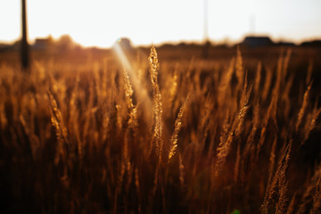 wheat field on a sunset