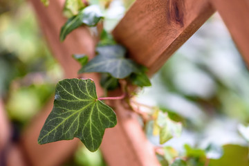 Ivy leaf climbing on a wooden fence in the  front yard, macro photography with selective focus