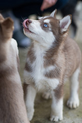 Fototapeta premium huskies :)