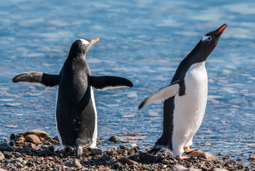  Gentoo Penguin, in Neko Harbour,Antartica Peninsula.