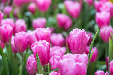 Pink tulip flower garden (close-up), with waterdrops