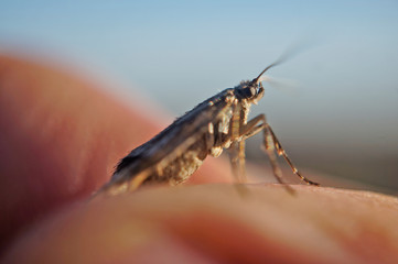 Insekt - Motte