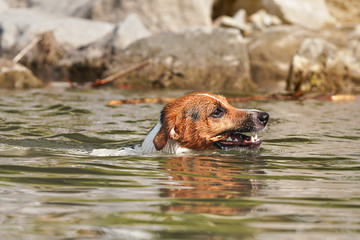Jack Russell terrier swimming with wooden stick in teeth, only her head visible above water