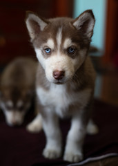huskies :)