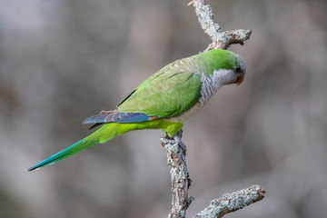 Parakeet perched on a branch of Calden , La Pampa, Patagonia, Argentina