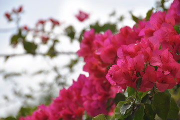 Tropical Red Rainforest Blossoms