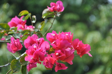 Tropical Rainforest Red Blossoms