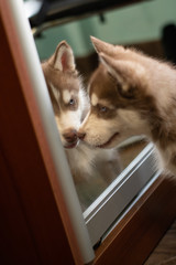 Fototapeta premium huskies :)
