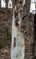 Peeling Bark on birch tree trunks