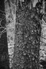 Peeling Bark on birch tree trunks