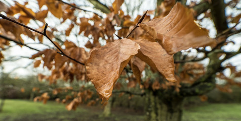 DRY LEAF