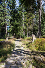 Hiking trail in forest on sunny day in summer near Zawoja in Poland