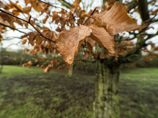 DRY LEAF