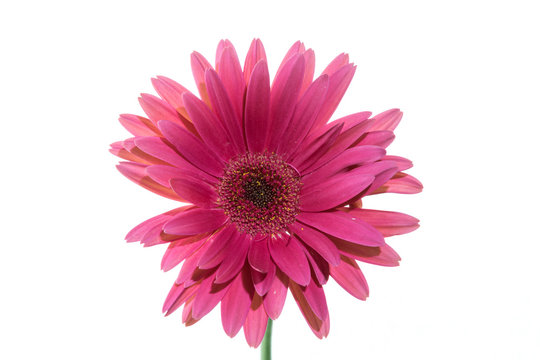 fiore isolato di gerbera su fondo bianco