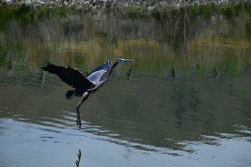 Blue Heron