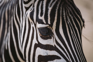 Fototapeta na wymiar zebra in the zoo of barcelona. Striped black and white mammal animal zebra