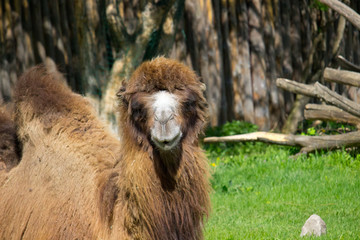 Camel in the summertime