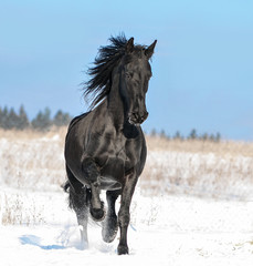 Fototapeta na wymiar Friesian horse runs free in winter field