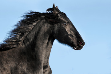 Fototapeta na wymiar Friesian horse portrait on blue winter sky