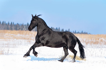 Friesian horse runs free in winter field