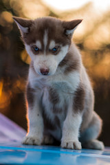 siberian husky and bokeh