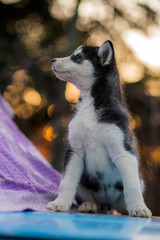 siberian husky and bokeh