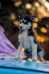 siberian husky and bokeh