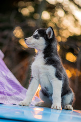 siberian husky and bokeh